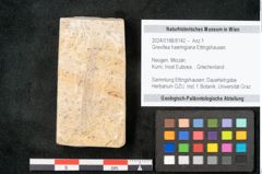 Foto (Objekt + Etikett) von Grevillea haeringiana Ettingshausen (NHMW-GEO-2024-0188-8142)